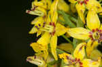 Earth loosestrife